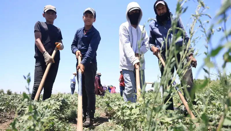 Yazın Kavurucu Sıcaklığına Rağmen Zorlu Mesai: 650 TL Yevmiye ile Çalışanlar