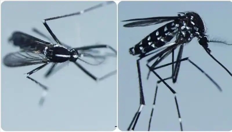 Chikungunya Virüsü: Belirtileri ve Riskli Ülkelerdeki Yayılımı