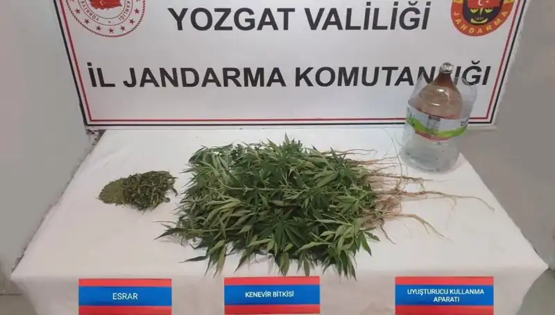 Yozgat'ta Şaşırtan Operasyon: 40 Kök Kenevir Ele Geçirildi!