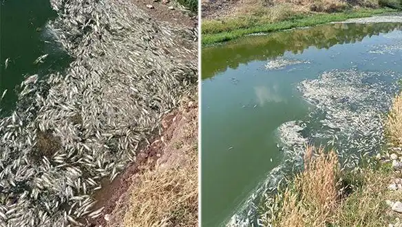 Karasu Çayı’nda Balık Ölümleri: Sebep ve Sonuçları Üzerine Detaylı İnceleme
