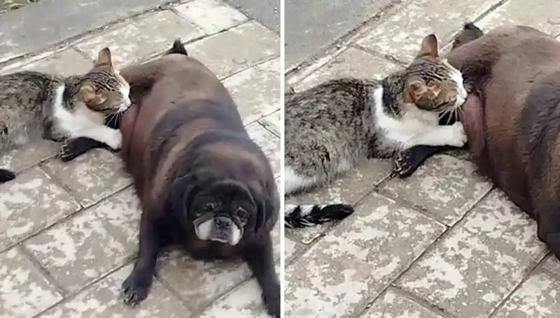Erzurum Sokaklarında Görülen Hayret Verici An: Köpek Kediyi Emzirdi