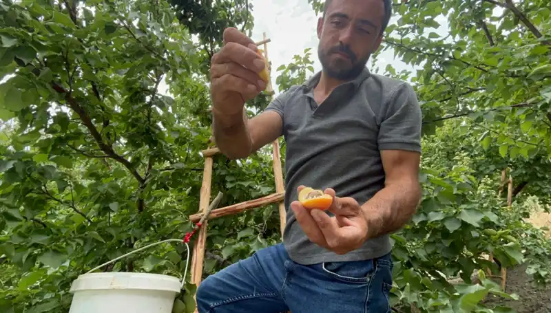 Damakları Şenlendiren Lezzet: 50 TL ile 70 TL Arası Satışta!