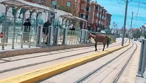 Eskişehir'de Tramvay Raylarında Baş Belası: Başıboş At Skandalı