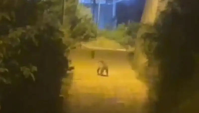 Gümüşhane’nin Merkezinde Ani Ayı Görüntüsü, Vatandaşları Şaşırttı!