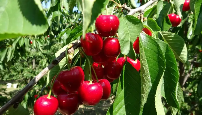Çay Bardağına Sığmayan Bereket: Çay Hasadı Tüm Hızıyla Başladı