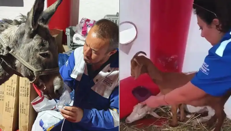 Yangından Etkilenen Eşeğe Hayat Kurtaran Oksijen Maskesi Uygulandı