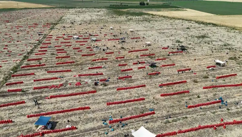 Tarlada Fiyatlar Düşerken, Çiftçiler Sıcakla Mücadele Ediyor