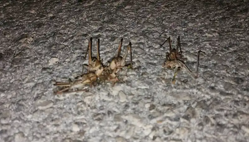 Yüzlerce Çekirge Yolu İşgal Etti: Acil Önlemler Alınmalı!
