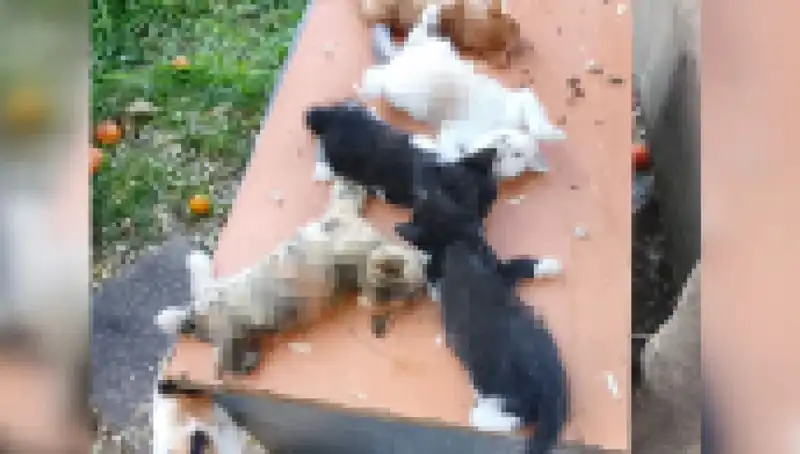 Bursa'da Yürekleri Dağlayan Yavru Kedi Katliamı: Sekiz Canını Kaybetti
