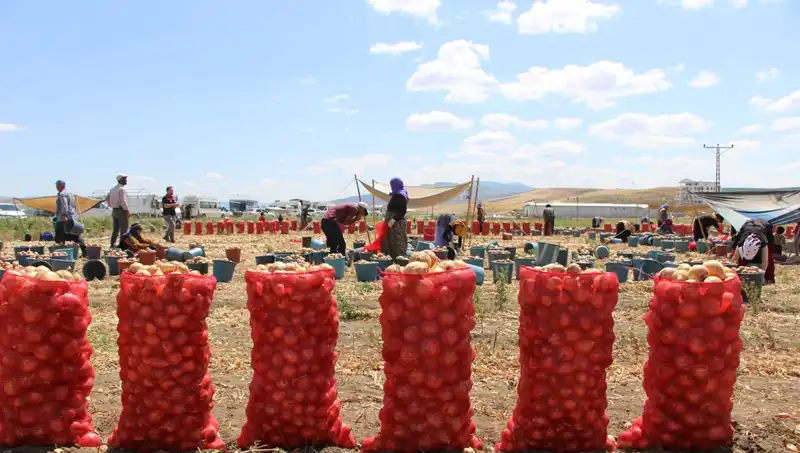 Amasya Elması, Avrupa ve Rusya Pazarlarına Açılıyor!