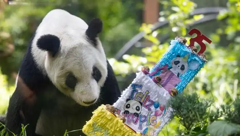 Dev Panda Xin Xin 35 Yaşında, Doğum Günü Kutlaması Renkli Geçti!