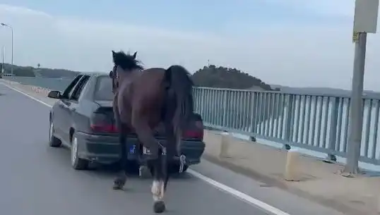 Adana'da Hayvan Hakları İhlali: Ata Eziyet Eden Kişi Tutuklandı