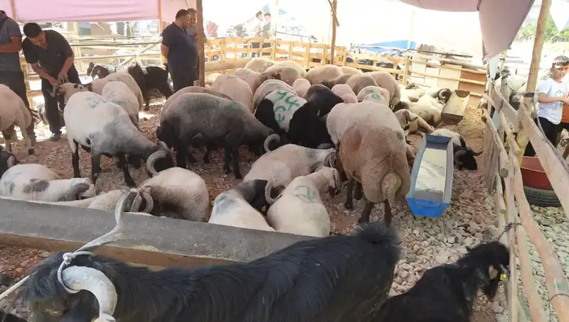 Kurban Bayramı'nın İlk Günü: Hayvan Pazarları Adeta Akın Akın Doldu!