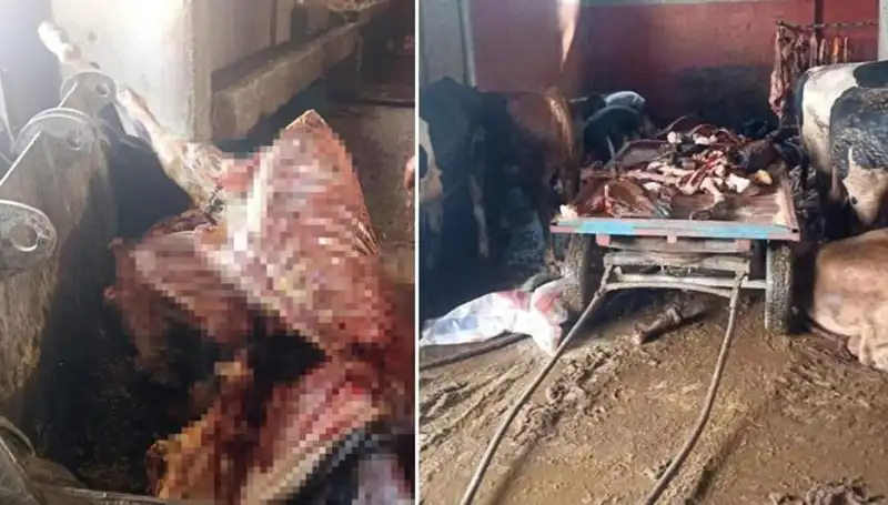 Adana'da At Eti Skandalı: 2,5 Ton Suistimal ve 4 Atın Hayatı Kurtarıldı!