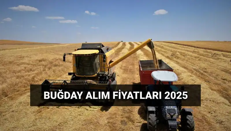 TMO Buğday Alım Fiyatlarında Dikkat Çeken Artış: 2025'te Ne Bekleniyor?