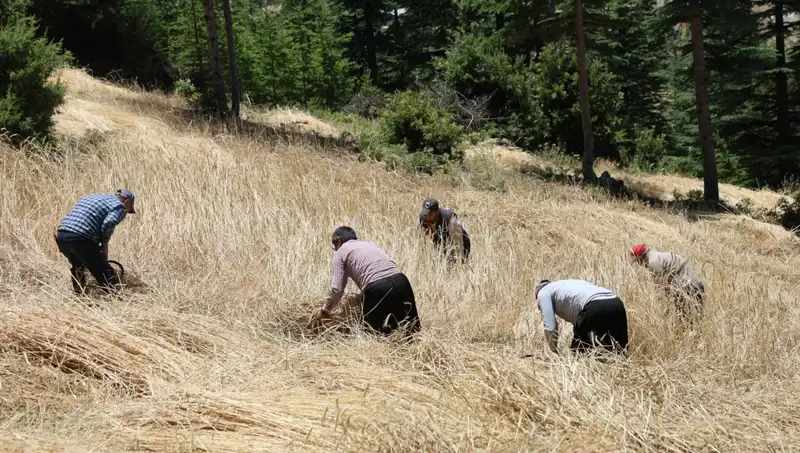Günümüz Teknolojisiyle Ulaşamayan Tarla: Geleneksel Hasat Geleneği Yeniden Canlanıyor