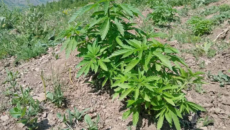 Bingöl'de Kenevir ve Kaçak Tütün Operasyonu: Üç Gözaltı!