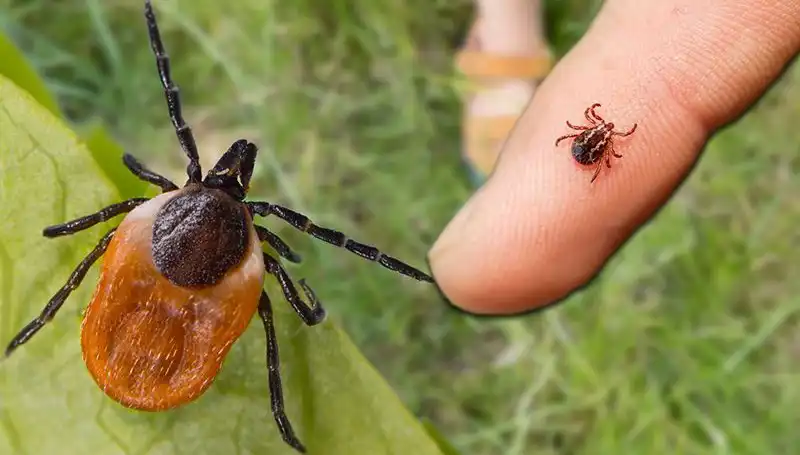 Kene Isırması Tehlikesine Dikkat! Önlem Almanın Yolları