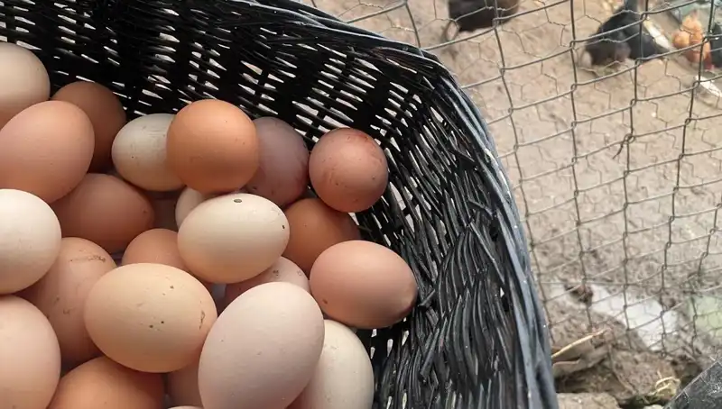 Okulların Açılmasıyla Mayıs Çukuru Geride Kalacak: Ucuz Protein Çözümü