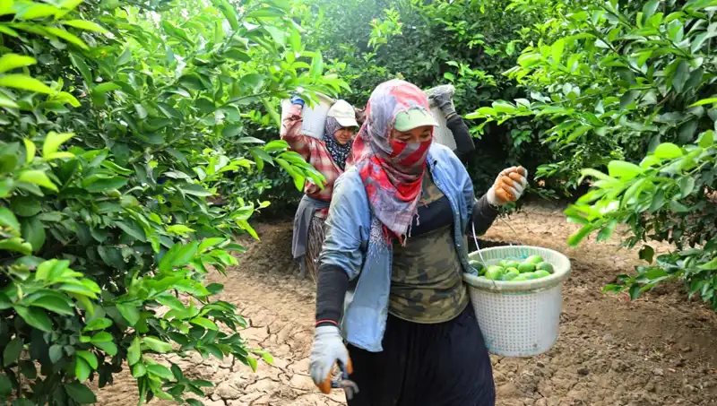 Marketlerde Tütüne Yönelen Fiyat Artışı: Kilosu 150 Lirayı Aştı!