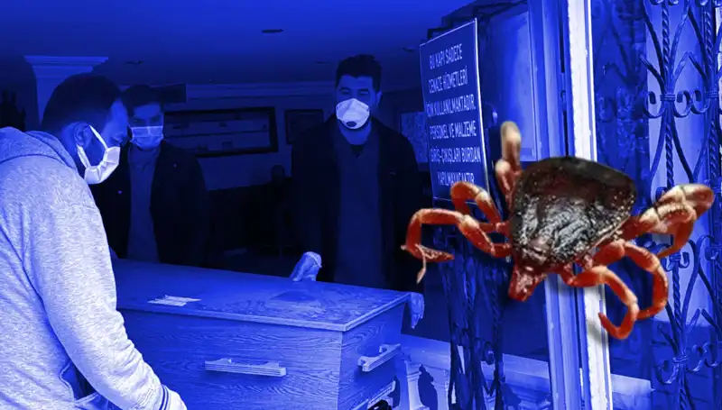 İstanbul’un Keneleri Zararsız: Sağlığınızı Tehdit Eden Bir Risk Yok!