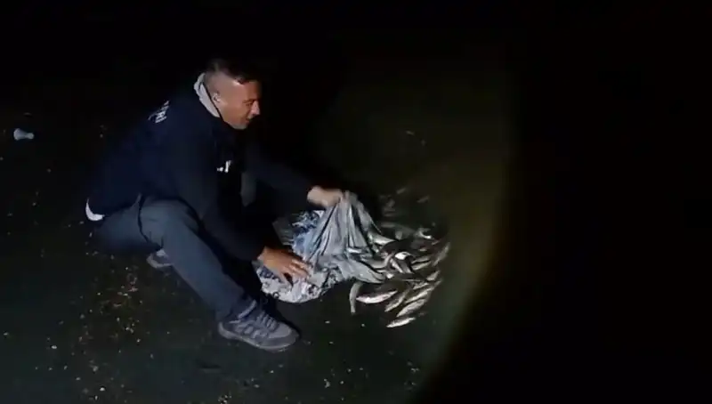 1 Ton İci Kefali Avlandı: Balıkçılar Şaşkın, Yerel Pazar Hareketlendi!