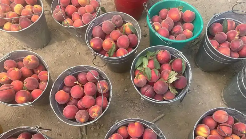 2023 Hasat Dönemi: Çiftçiler Fiyattan Memnun, Kilogramda 100 Lira Engeli Aşılacak mı?